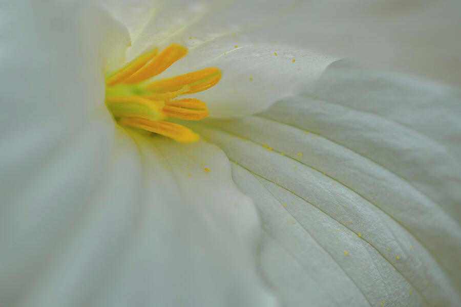 White Trillium Photograph by Vi Ray