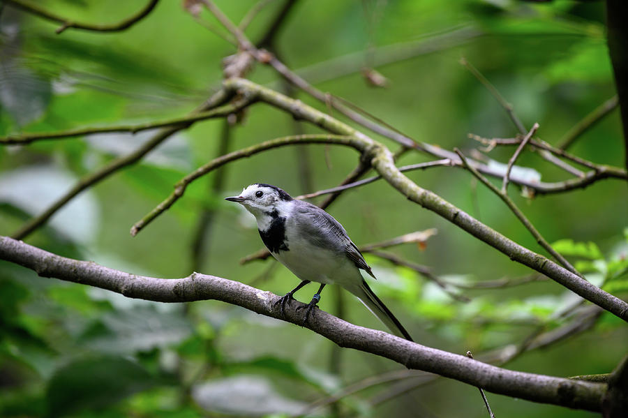 White wagtail also known as motacilla alba Photograph by Miroslav Liska