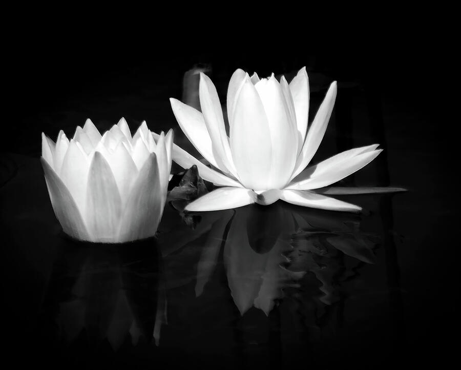 White Water Lilies in Black and White Photograph by Rebecca Herranen