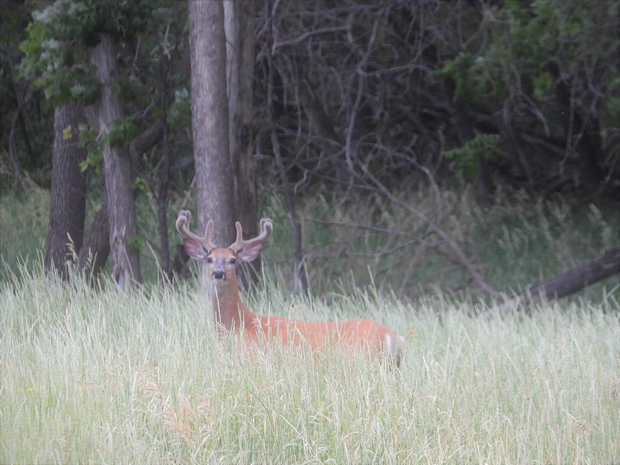 Whitetail Buck in Velvet Photograph by Amanda R Wright