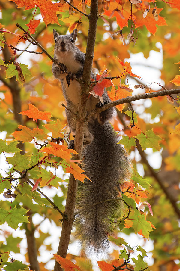 Who Are You Photograph by Diane Moller