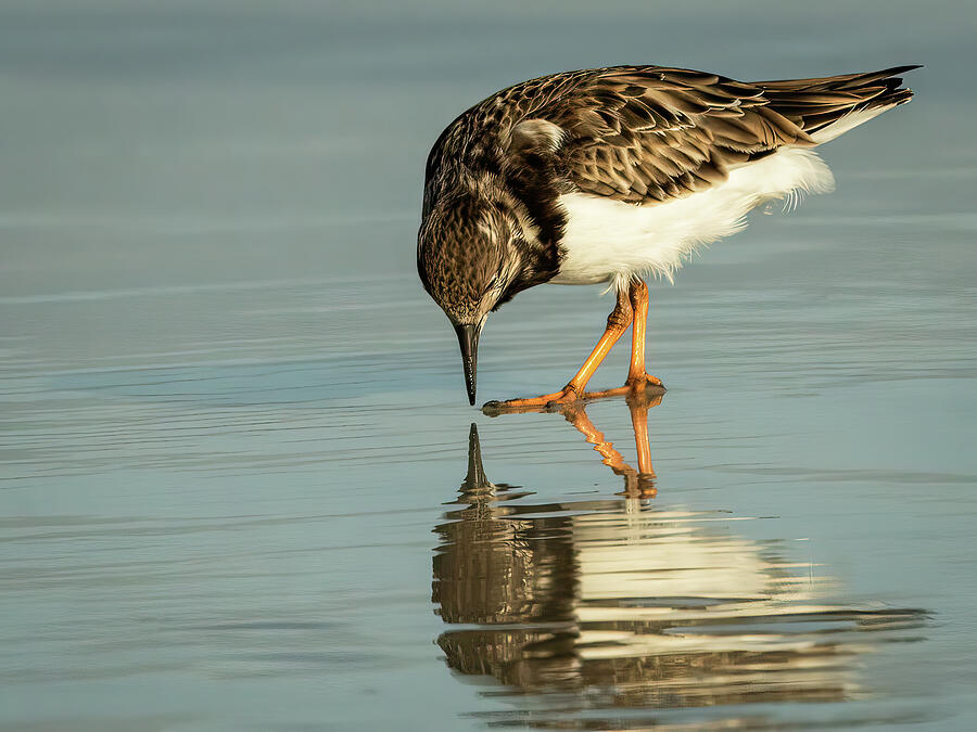 Who Are You Photograph by Dodie Ross