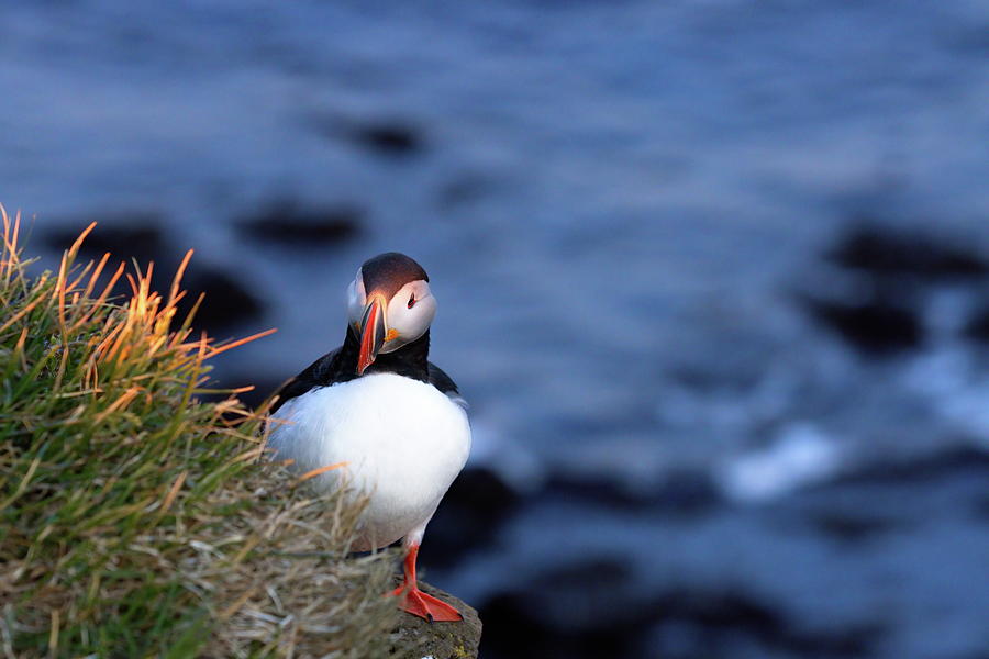 Whos there? Photograph by Christopher Mathews