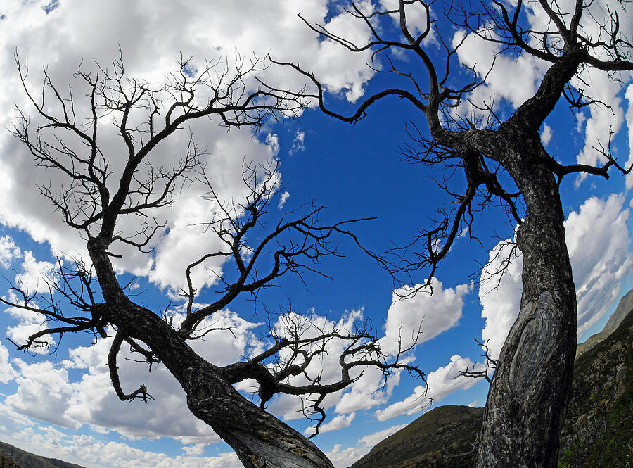 Entwined Branches Against Blue Sky Photograph - Wicked Trees - Chiricahua National Monument by KJ Swan