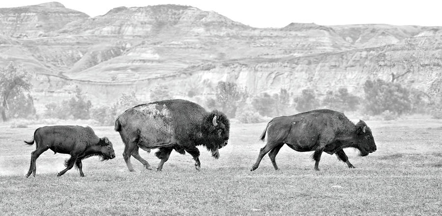 Wild Bison Photograph by Bob Falcone