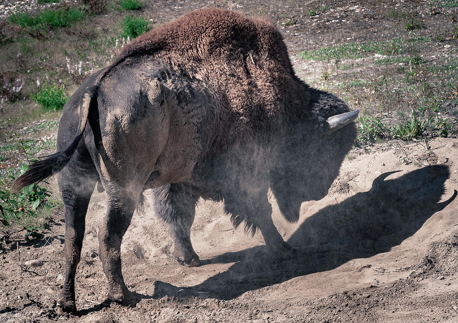 Wild Bison in Yukon Canada Photograph by Shannon Williams