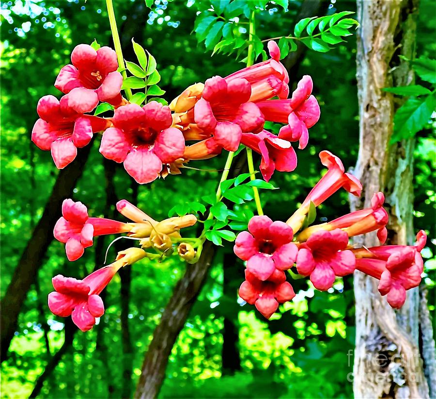 Wild Flower Photograph by Addison Likins