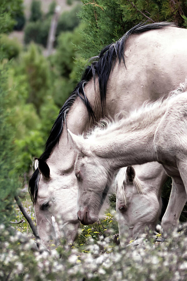 Wild Flower Breakfast Photograph by American Landscapes