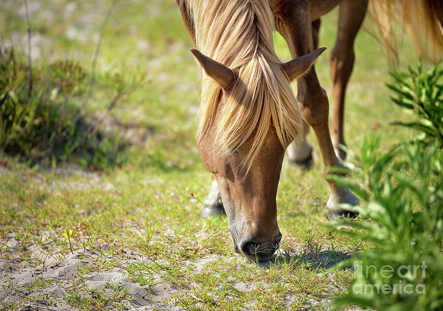 Wild Horse - Flaxen Chestnut Photograph by Rehna George