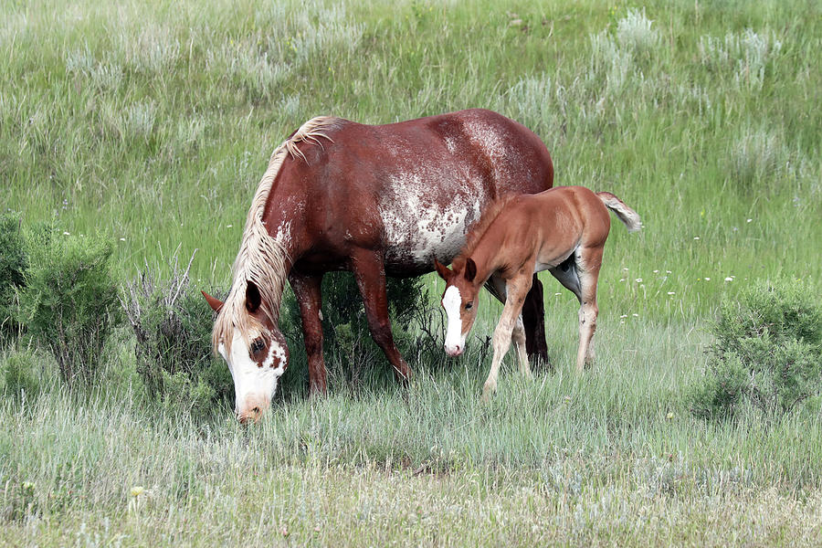 Wild Horses 15A Photograph by Sally Fuller