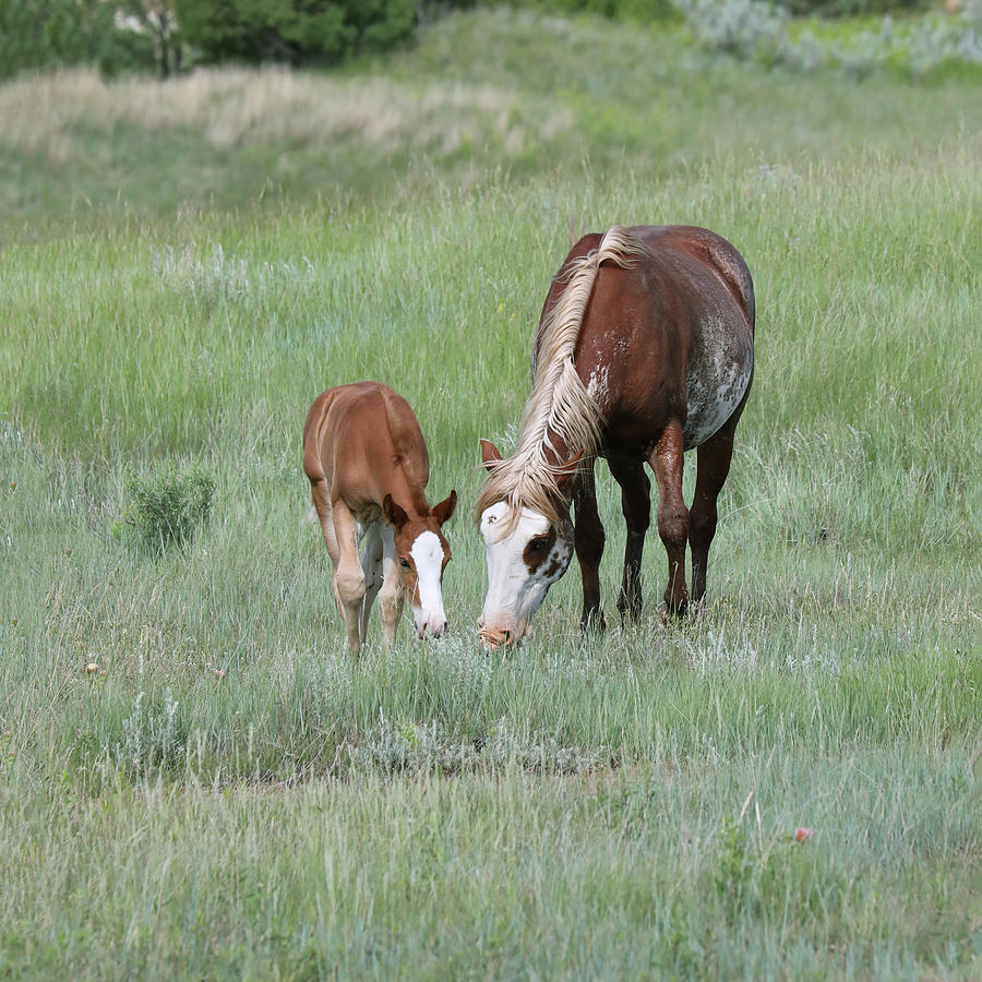 Wild Horses 16A Photograph by Sally Fuller
