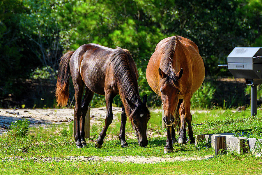 Wild Horses in the Neighborhood Photograph by Anthony Hightower