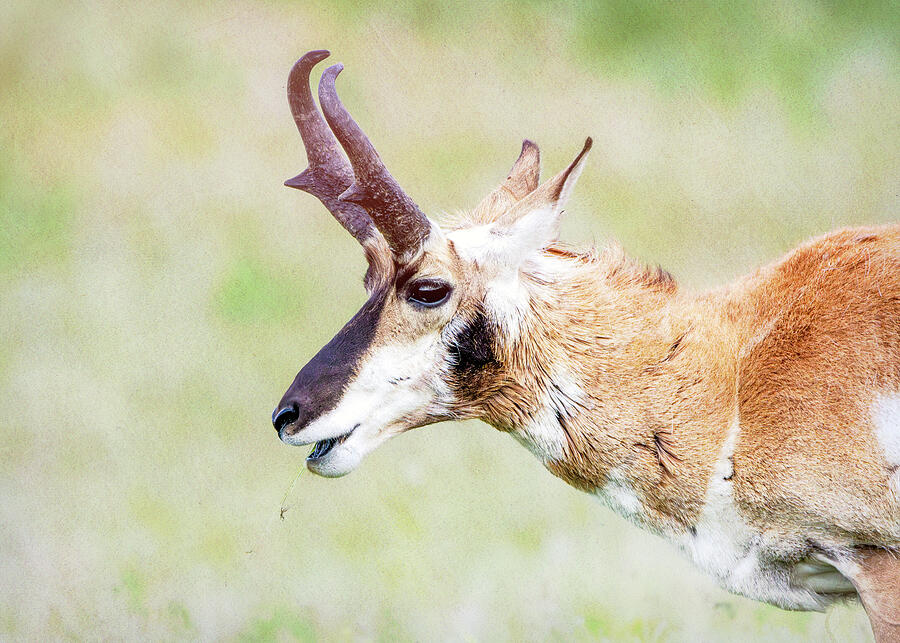 Wild Pronghorn Wind Cave Photograph by Dan Sproul