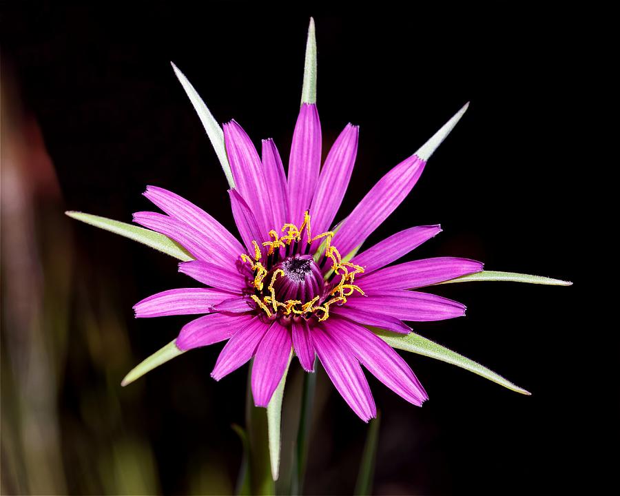 Wild Quinine - Salsify Photograph by KJ Swan