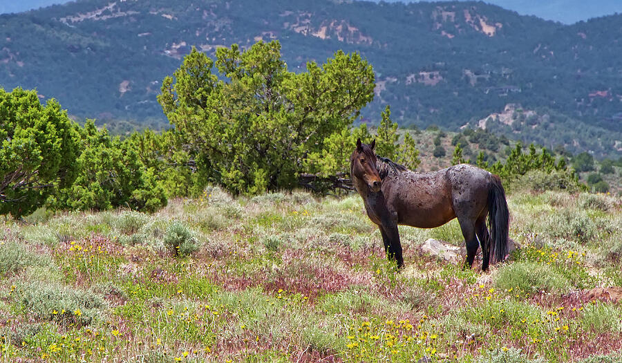 Wild red roan stallion Photograph by Waterdancer