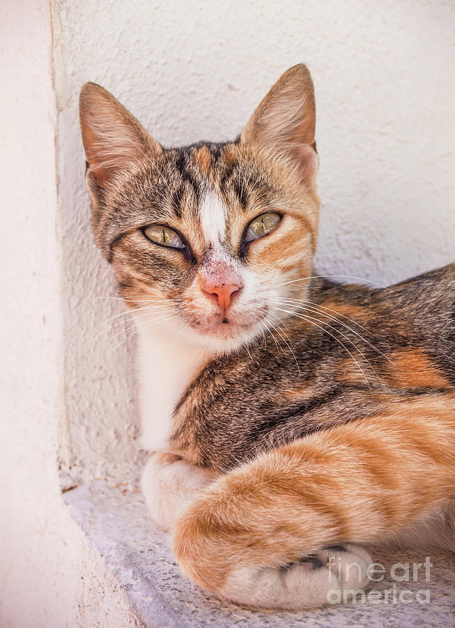 Wild Tabby Cat, Fira, Santorini, Greece Photograph by Neale And Judith Clark
