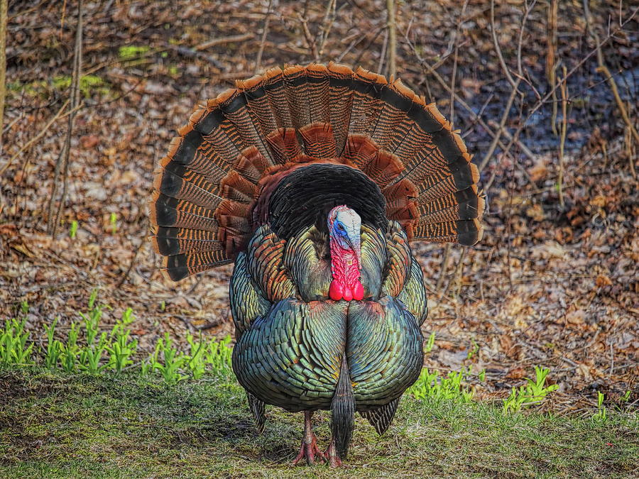 Wild Turkey Strutting Head On Photograph by Dale Kauzlaric