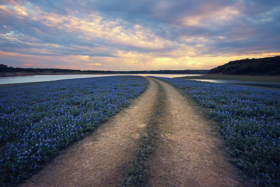 Wildflower Way Photograph by Slow Fuse Photography