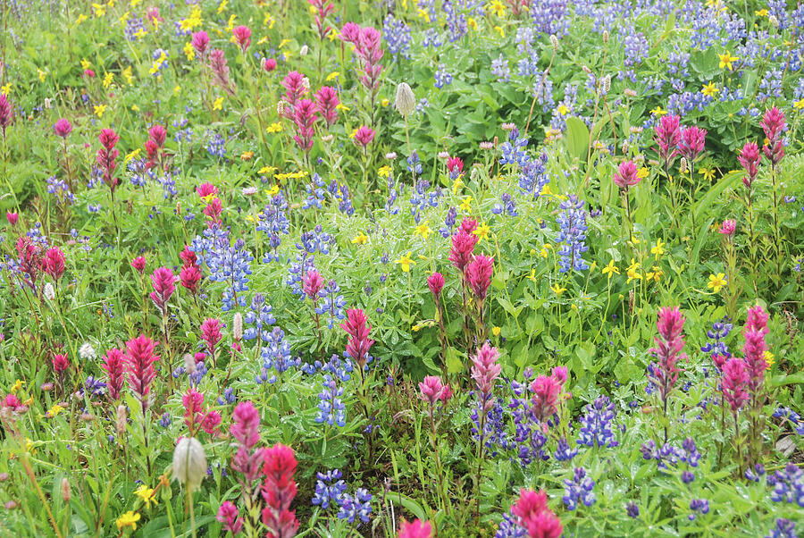 Wildflowers at Paradise, Mount Rainier National Park Photograph by Nancy Gleason
