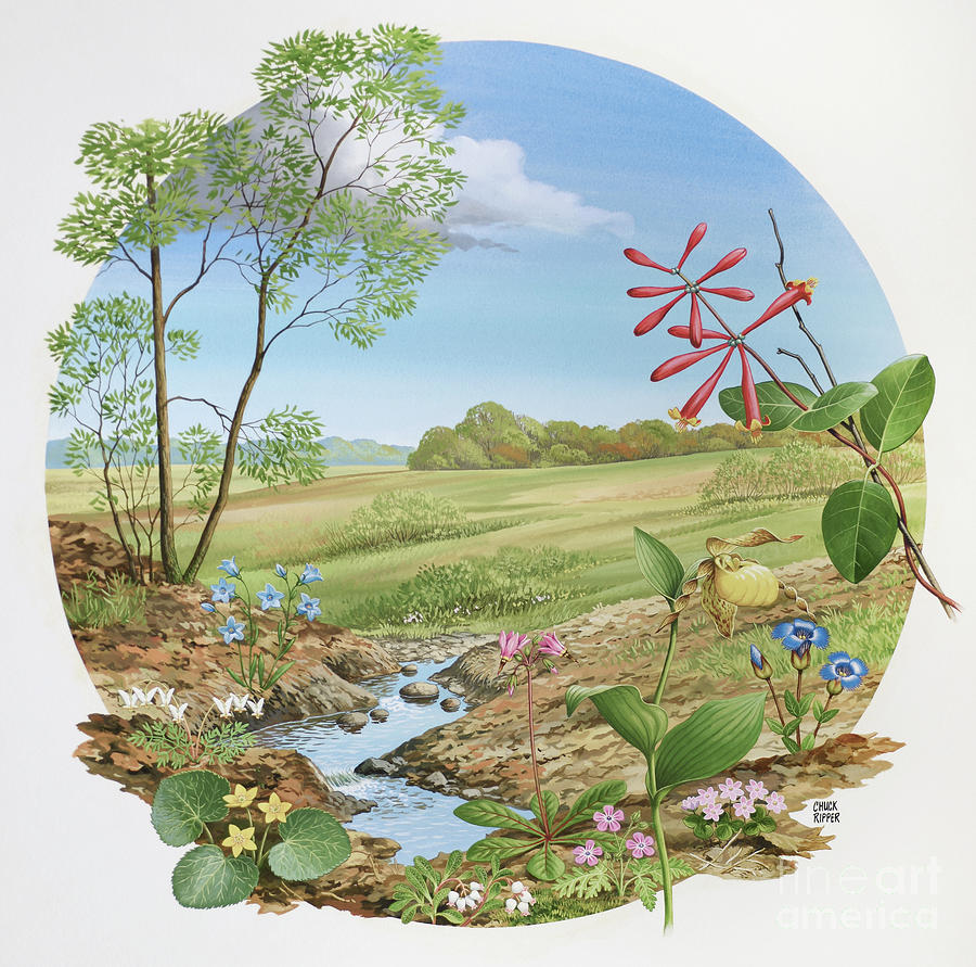 Wildflowers II Painting by Chuck Ripper