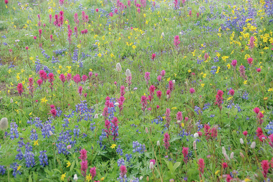 Wildflowers in Morning Fog #1 Photograph by Nancy Gleason