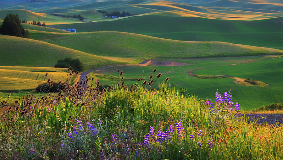 Rolling Hills at Sunset Photograph - Wildflowers of the Palouse by Kevin Schwalbe