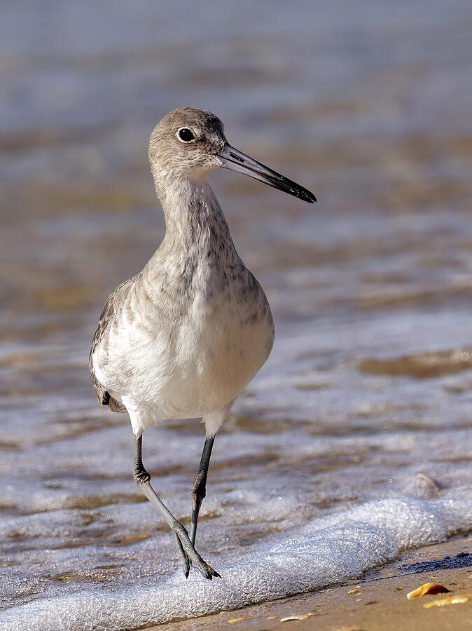 Willet Walk Photograph by Gina Fitzhugh