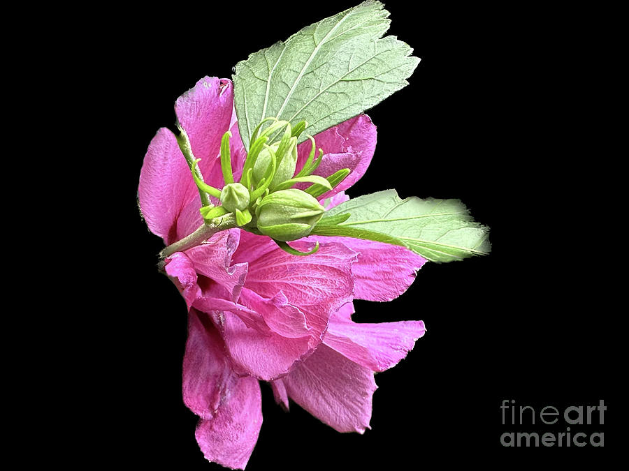 Wind Blown Sharon Photograph by Catherine Wilson