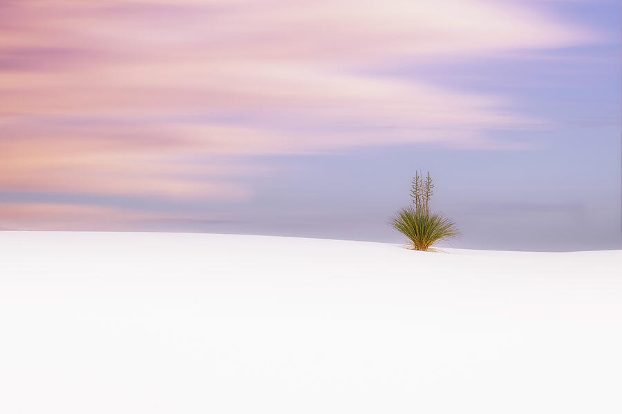 Desert Serenity at Sunset Photograph - Windswept Serenity by Kevin Schwalbe