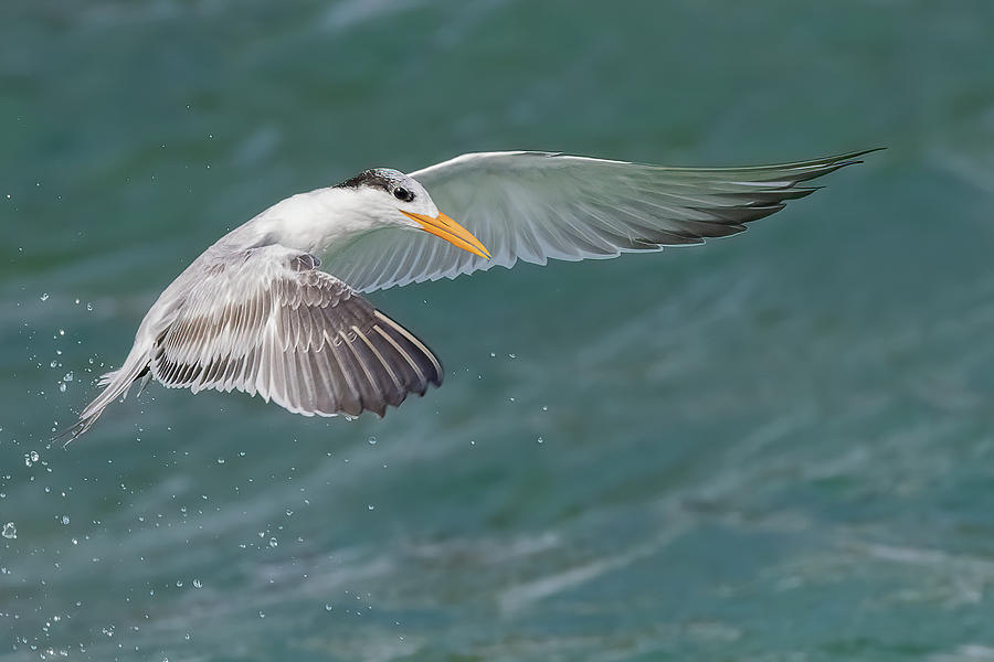 Winged Royalty Photograph by RD Allen