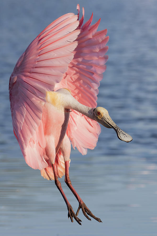 Wings up, neck out II Photograph by RD Allen