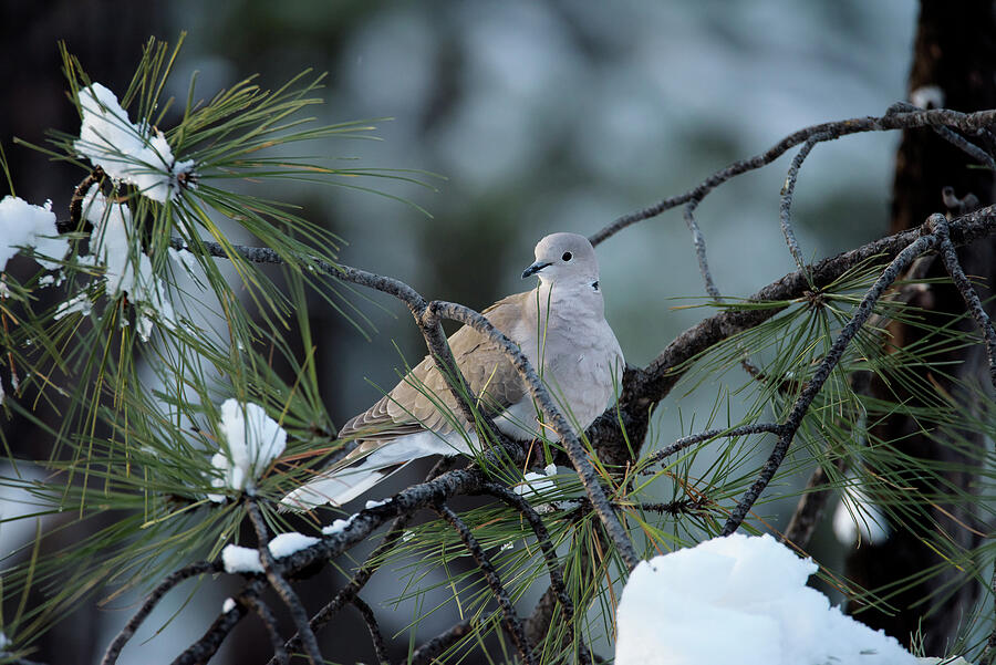 Winter Dove Photograph by Matt Halvorson