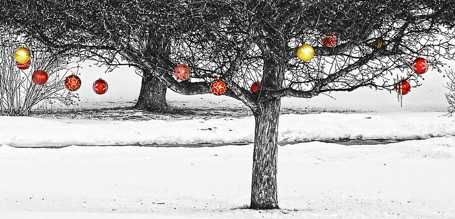 Winter fruits Photograph by Tatiana Travelways
