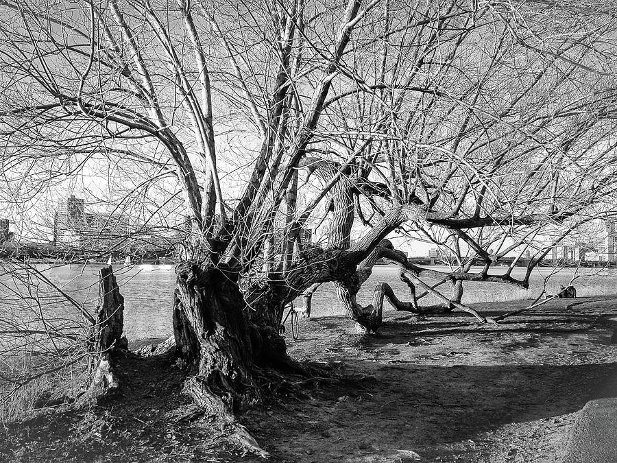 Winter on the Charles Photograph by Steven Nelson