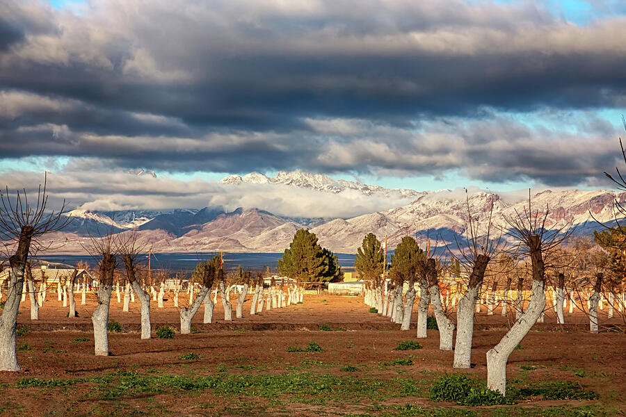 Winter Orchard with Snowy Mountains Photograph - Winter Orchard with Snowy Mountains - New Mexico by Tatiana Travelways