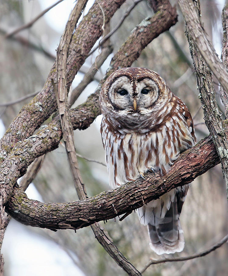 Winter Perch Photograph by Gina Fitzhugh