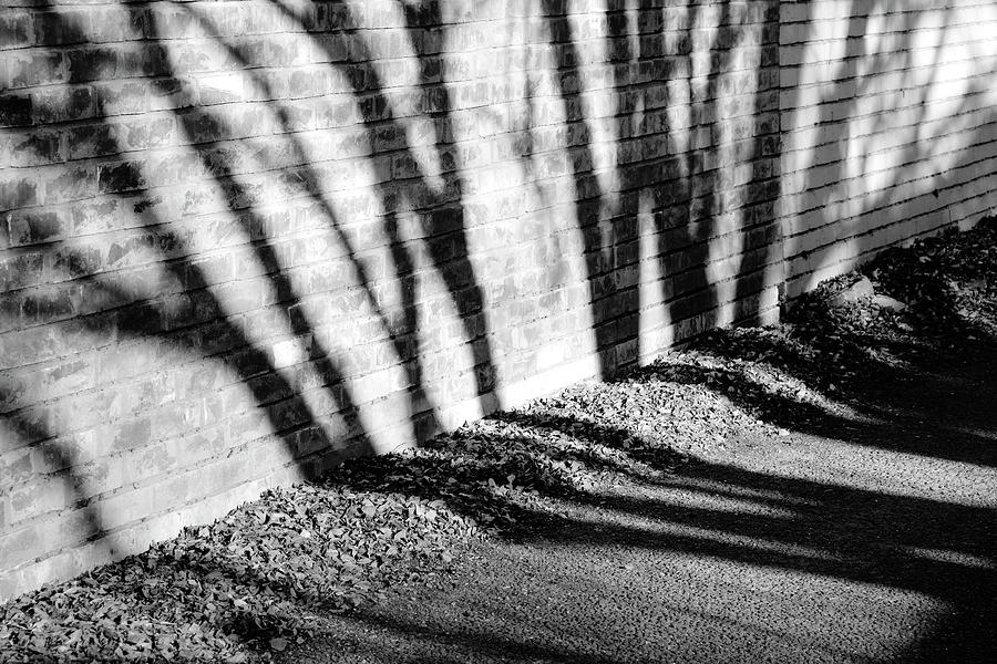 Winter Trees Photograph by Mia Badenhorst