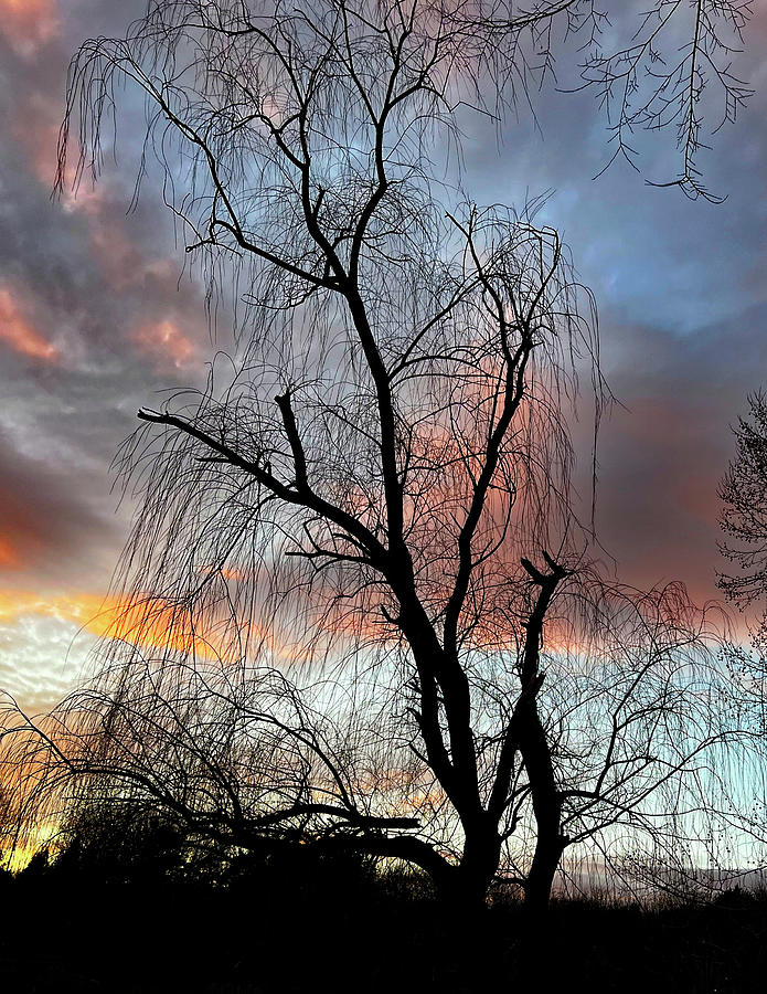 Winter Willow Photograph by Gina Fitzhugh