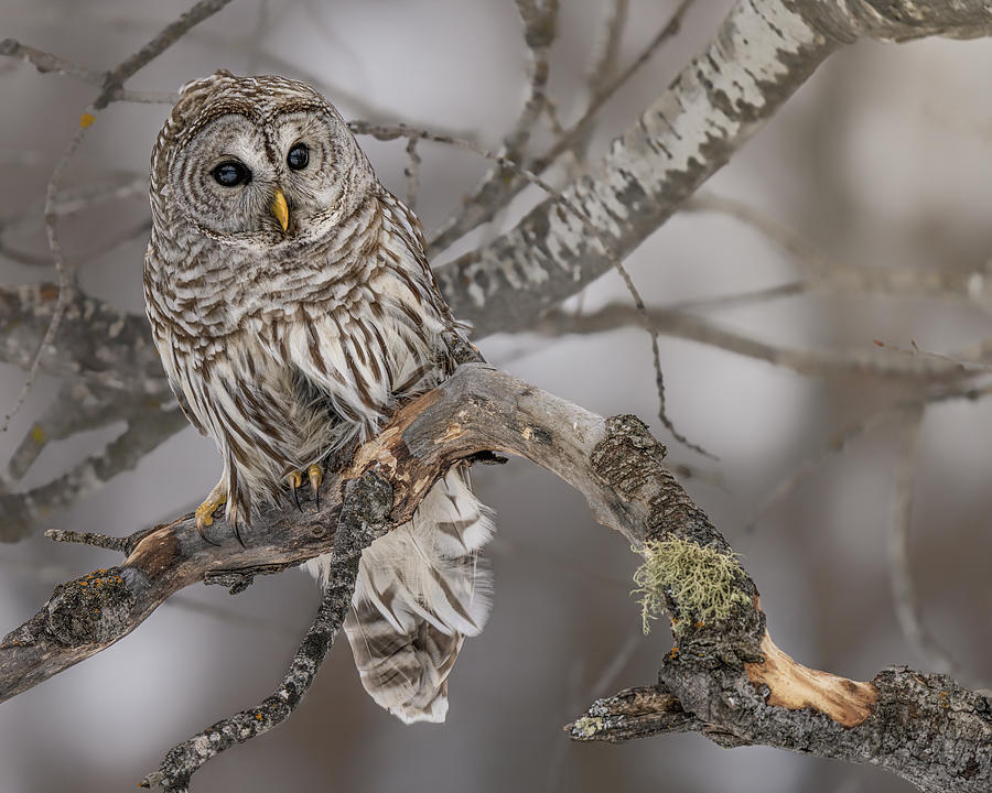 Winterberry Photograph by James Overesch