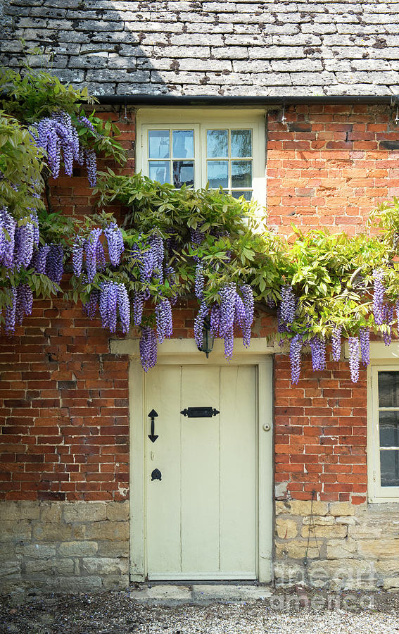 Wisteria on Bledington Mill House by Tim Gainey