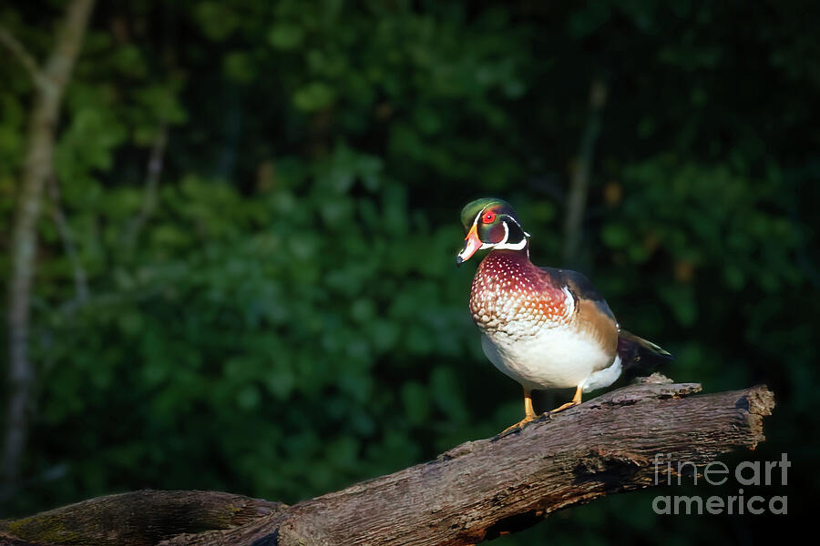 Colorful Wood Duck on a Log Photograph - Wood Duck in a Tree at Dawn in Richardson Nature Center by Natural Focal Point Photography