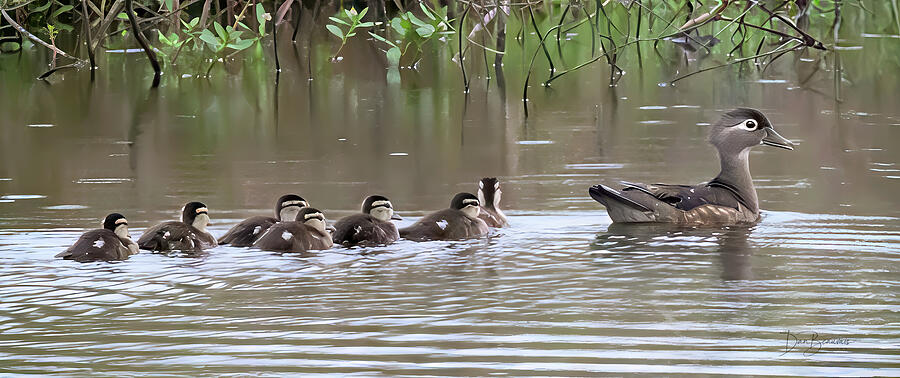 Wood Duck Mother and Ducklings #5839 Photograph by Dan Beauvais