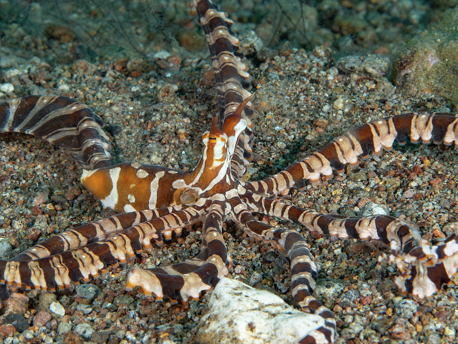Wunderpus Photograph by Brian Weber