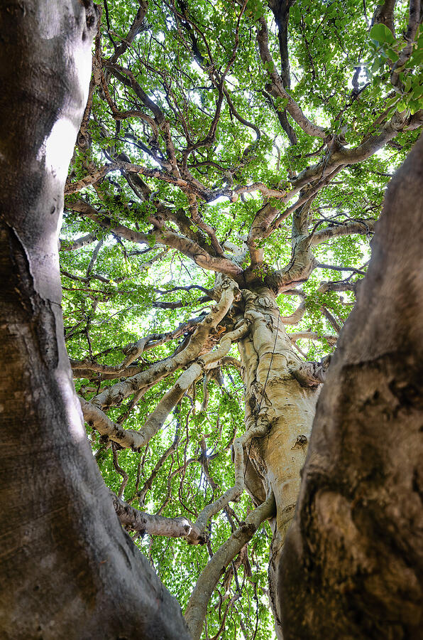 Majestic Tree Canopy View Photograph - Yarmouth Beech by Steven Nelson