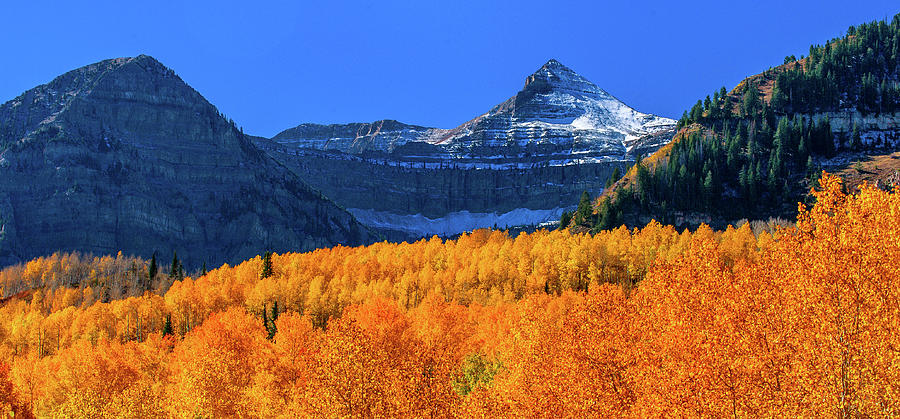 Yellow Aspens Below Mount Timpanogos Photograph by Abbie Warnock