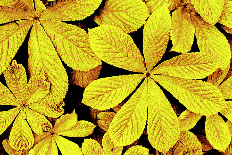 Yellow autumn leaves Photograph by Severija Kirilovaite