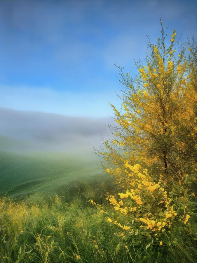 Yellow Blossoms in Misty Fields Ai Art - Yellow Blossoms in Misty Fields by Ursula Abresch