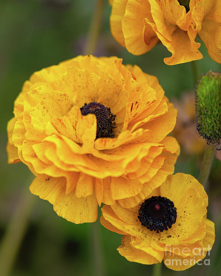Dazzling Yellow Persian Buttercup Flower Photograph by Abigail Diane Photography