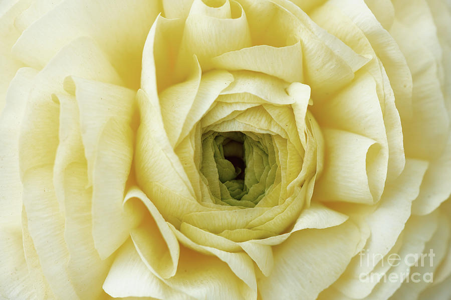 Yellow Crush Buttercup Flower Photograph by Abigail Diane Photography