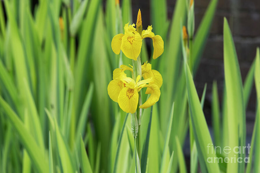 Yellow Flag Variegata Iris by Tim Gainey